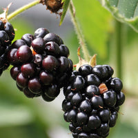 Blackberry Shawnee, Heavy Producer Throughout The Season