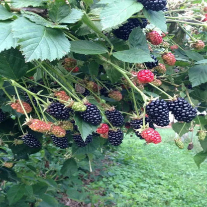 Blackberry Shawnee, Heavy Producer Throughout The Season
