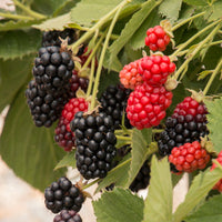 Blackberry Chickasaw