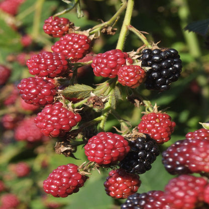 Blackberry Shawnee, Heavy Producer Throughout The Season