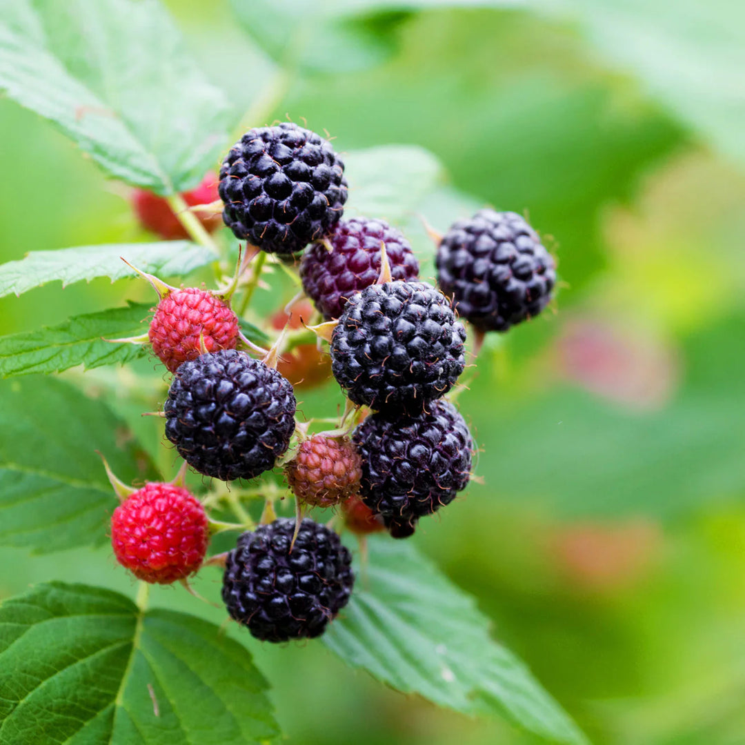 Dark Raspberry Fruit Jewel Black Raspberry Plants for Sale Online | Order Now