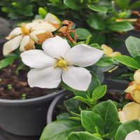 Grif's Select Hardy Gardenia