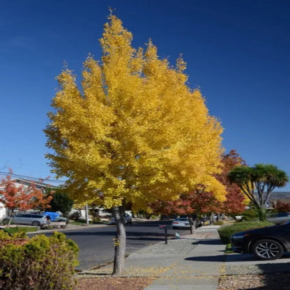 Sky Tower Ginkgo Tree