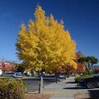 Sky Tower Ginkgo Tree