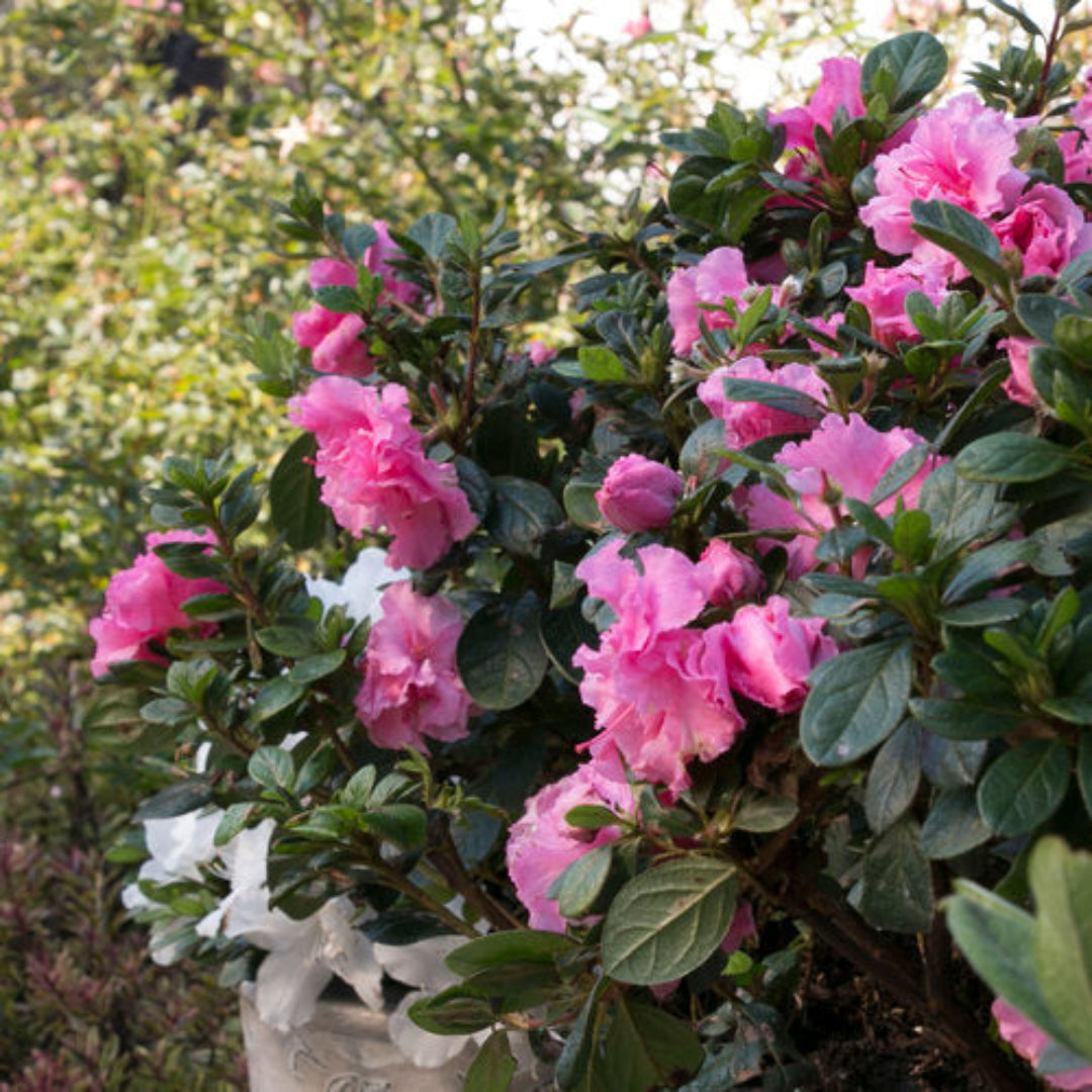 Pink Adoration Rebloom Azalea
