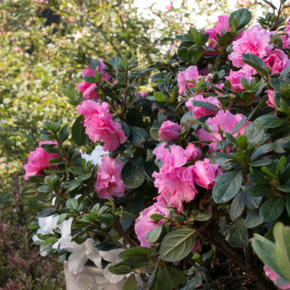 Pink Adoration Rebloom Azalea