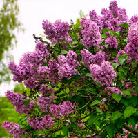 Bloomerang Lilac 'Dark Purple'