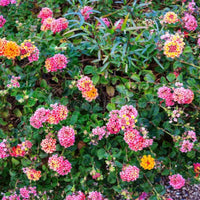 Lantana 'Irene' - [EG]