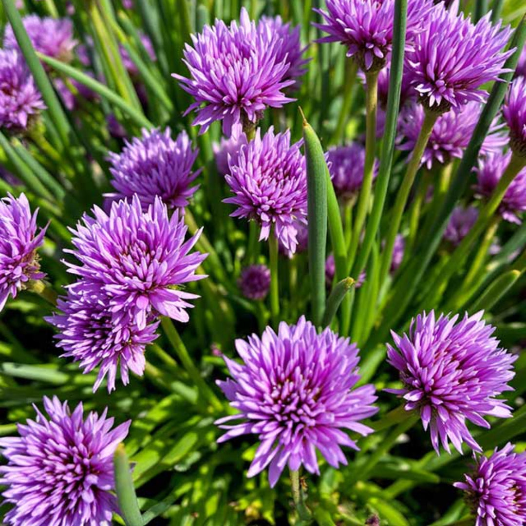 Chives Herb Plant