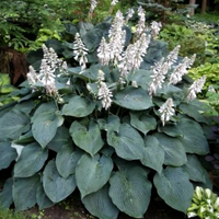 Hosta 'Blue Angel' Plantain Lily