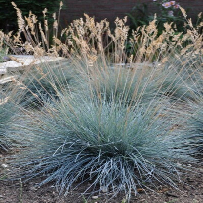 Grass: Festuca glauca Blue Fescue - [EG]