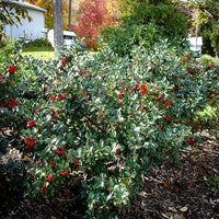 Blue Girl Holly evergreen shrub with dense blue-green foliage in garden landscape