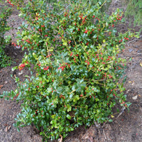 Blue Girl Holly shrub used for hedge and foundation landscape planting