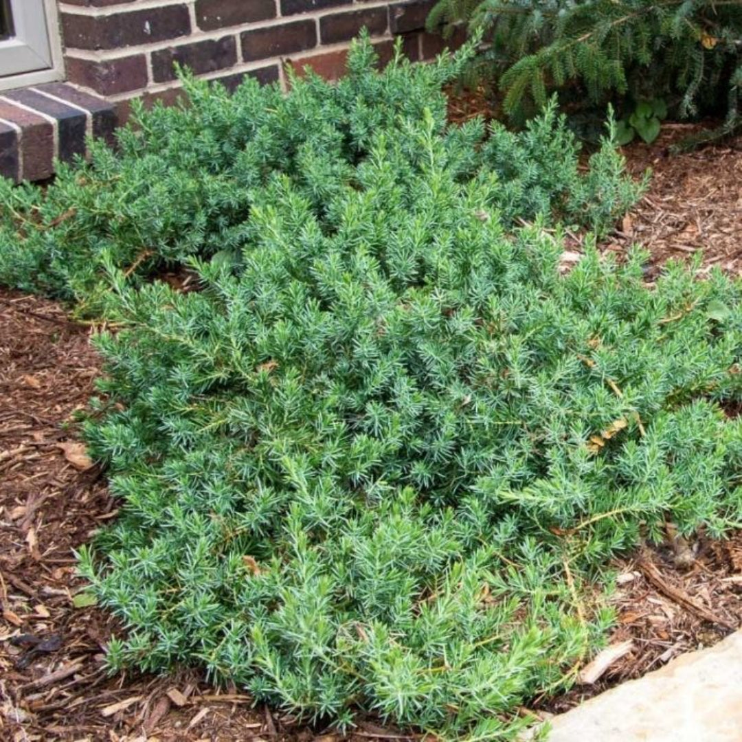 Juniperus Conferta &