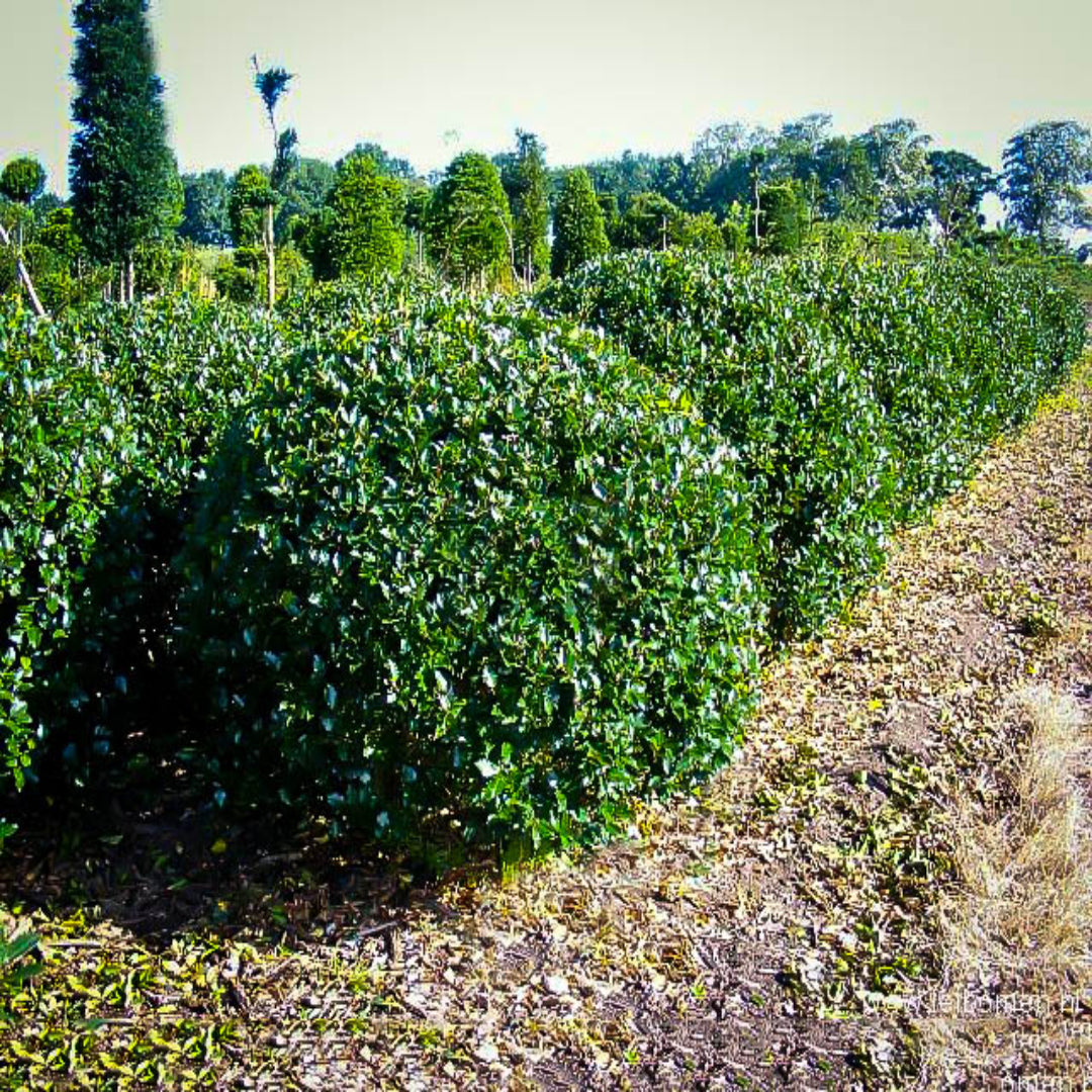 Blue Prince Holly, Handsome Hedge with Beautiful Dark Blue