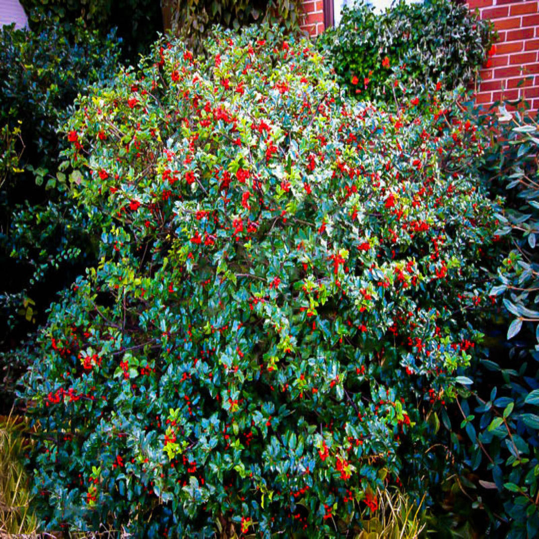 Blue Prince Holly, Handsome Hedge with Beautiful Dark Blue