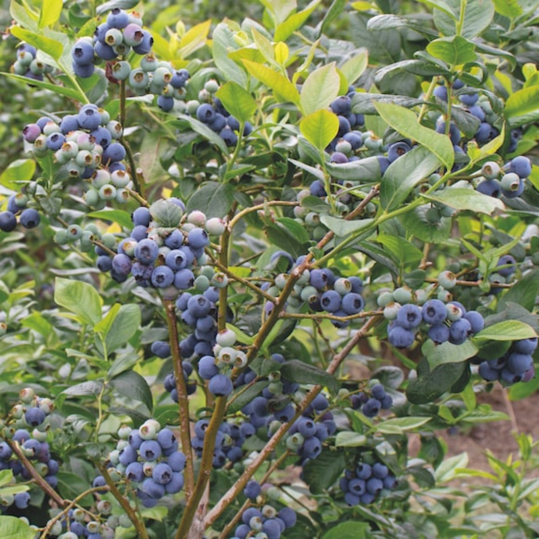Bonita Blueberry Bush