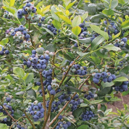 Bonita Blueberry Bush