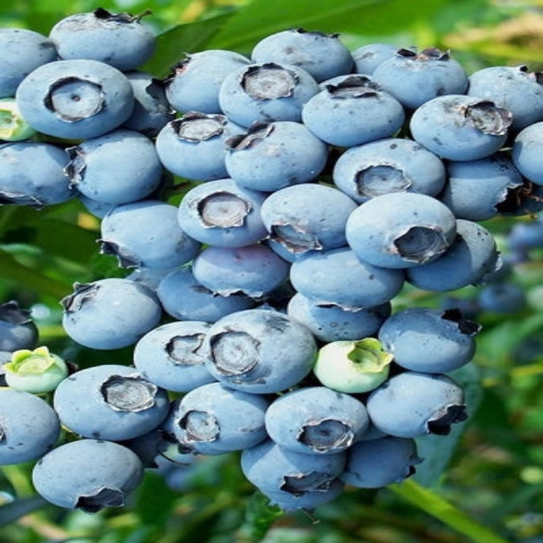 Alice Blue Rabbiteye Blueberry Shrub