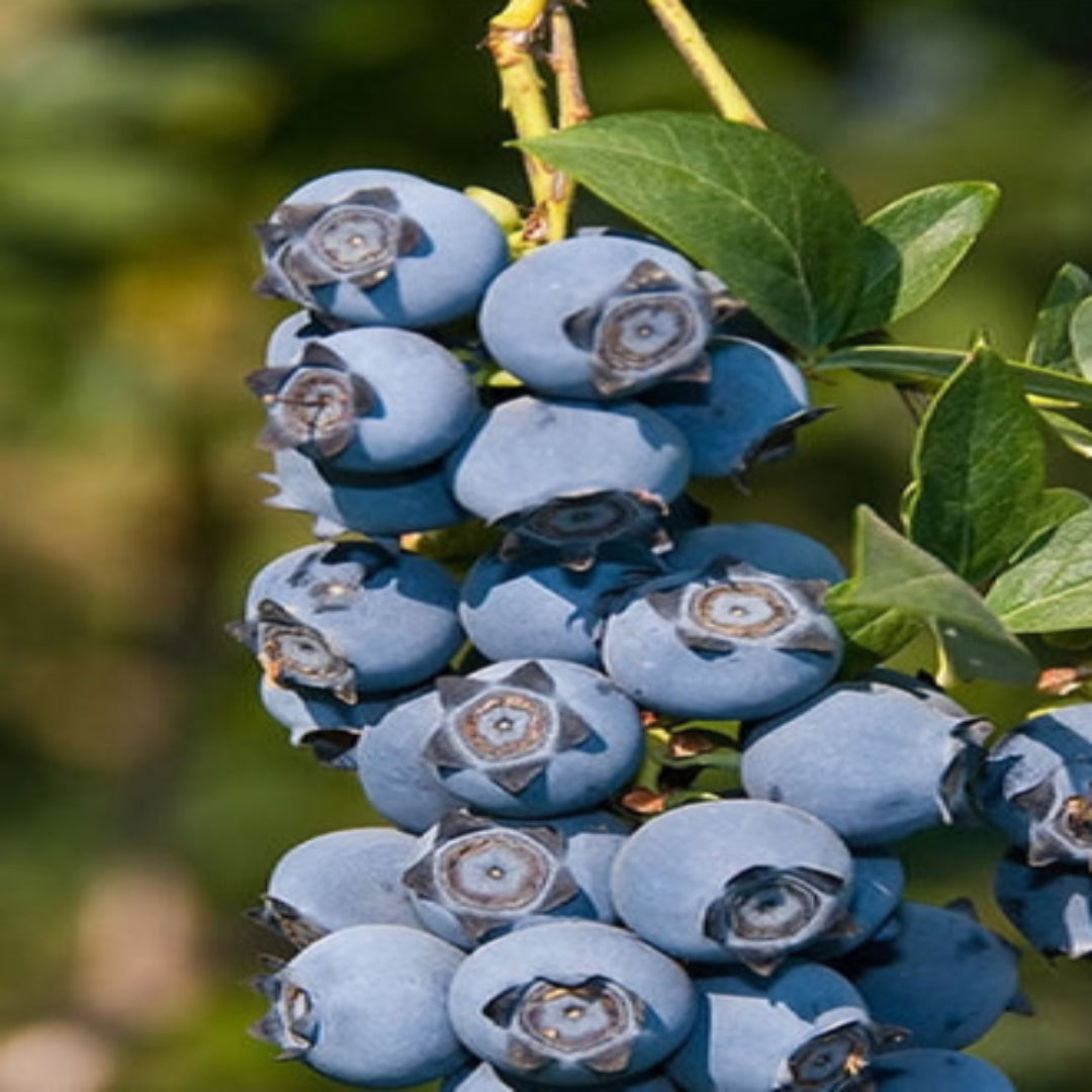 Suziblue- Southern Highbush Blueberry Bush