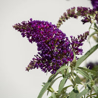 Li'l Grape  Butterfly Bush