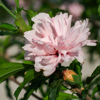 Close up of Blushing Bride Althea soft pink double hibiscus flower