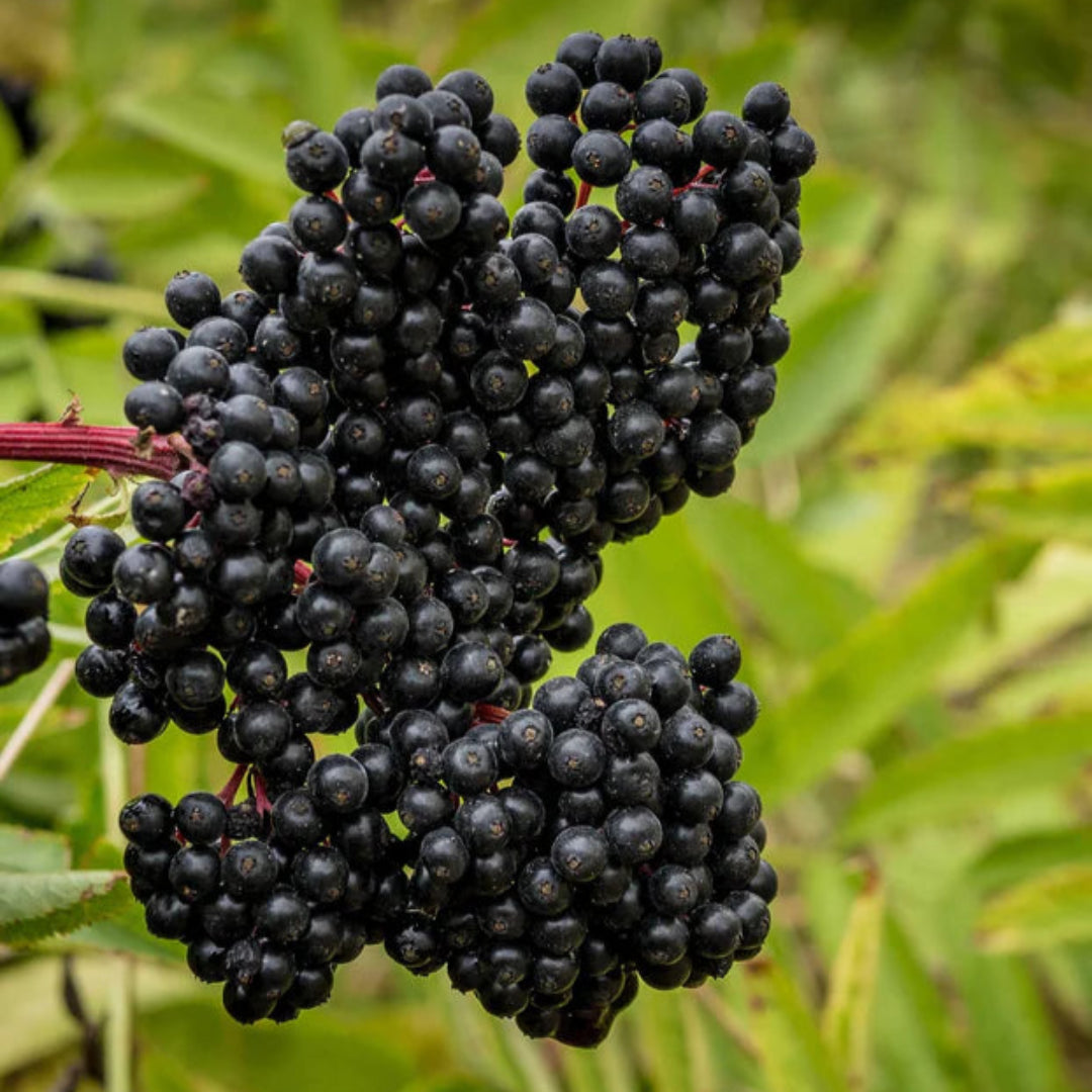 Bob Gordon American Elderberry