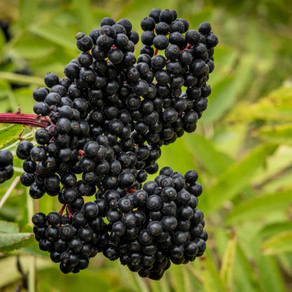 Bob Gordon American Elderberry
