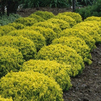 Barberry Tiny Gold