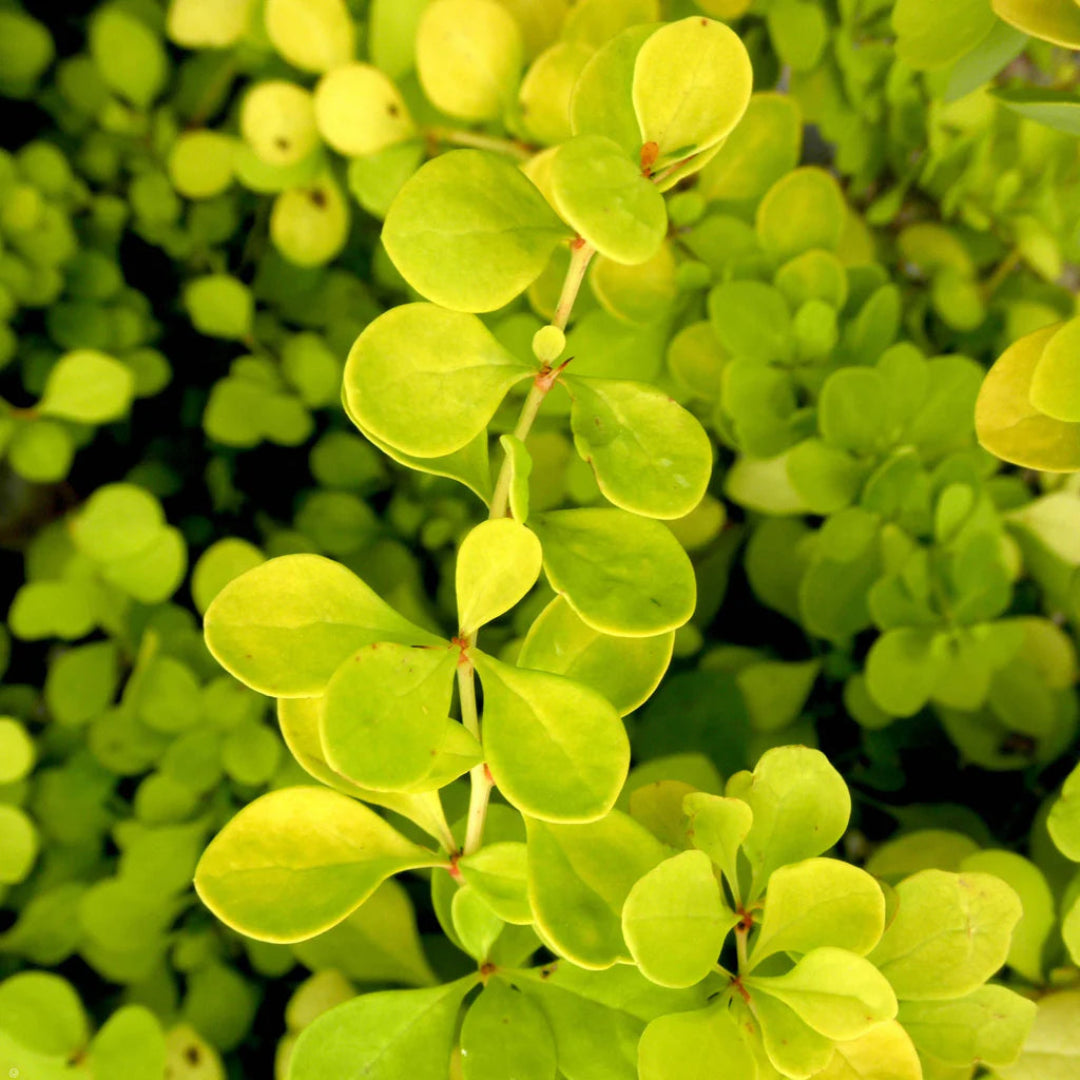 Barberry Tiny Gold