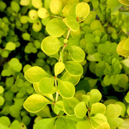 Barberry Tiny Gold