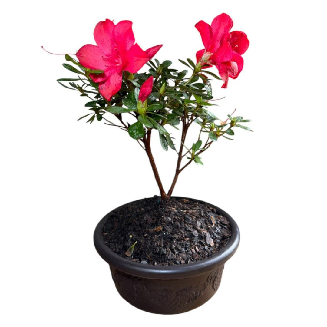 Bonsai Bonfire Azalea (Live Plant)