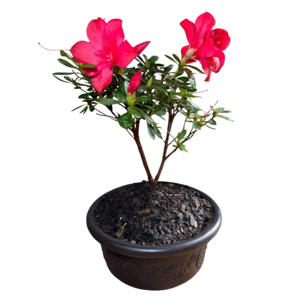 fire tree bonsai Autumn Fire Bonsai Azalea buy online plants and trees at pixies Gardens