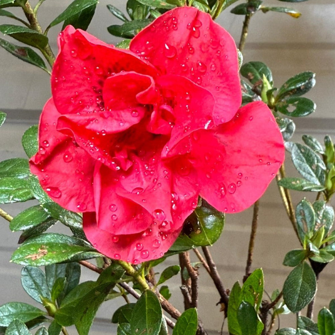 Bonsai Bonfire Azalea (Live Plant)