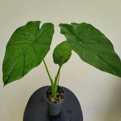 elephant ear plant flower power Borneo King Elephant Ear