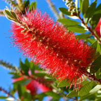 Bottle Brush Flowers Plant