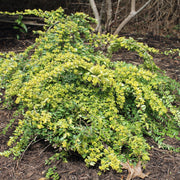 Baggesen's Gold Honeysuckle