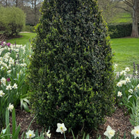 Dee Runk Boxwood