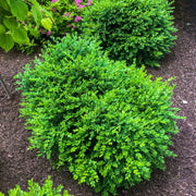Green Velvet Boxwood