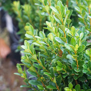 Dwarf Franklin's Gem Boxwood