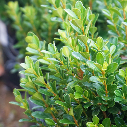Baby Gem Boxwood