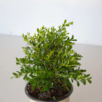 Better Boxwood Skylight