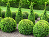 Evergreen Shrubs