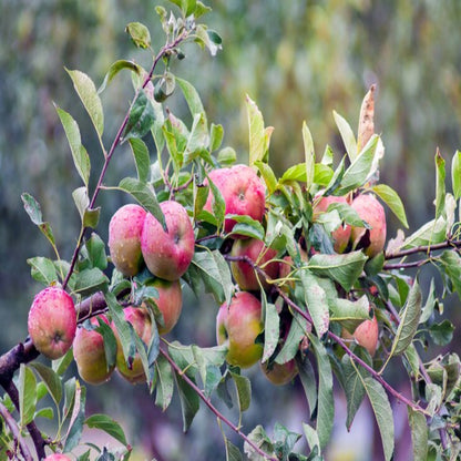 Anna Apple Trees