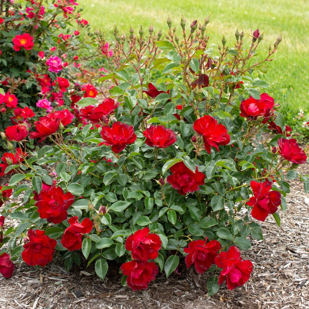 rose plant in house ROSE Brick House #3