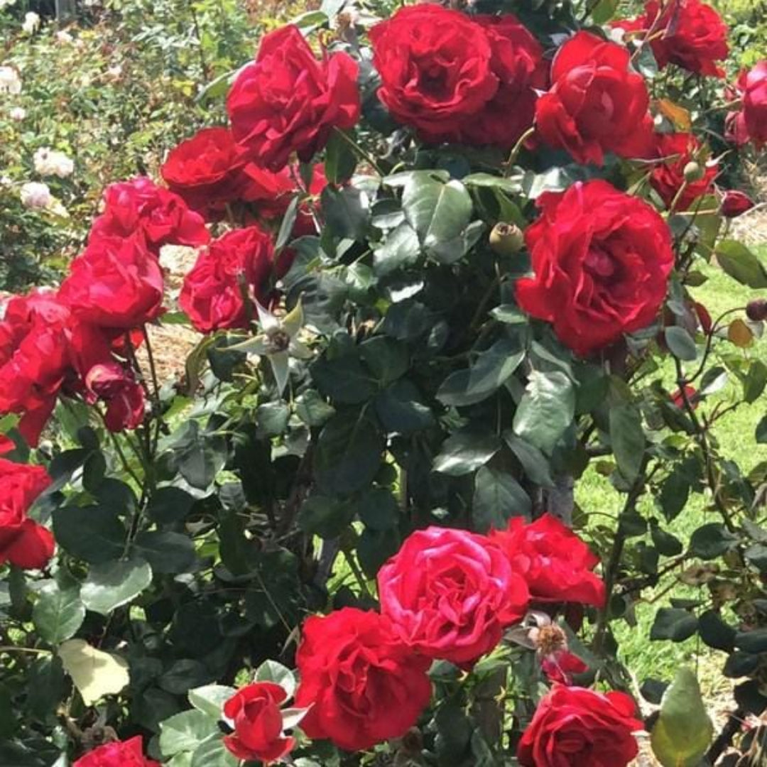 Brindabella Red Empress Rose