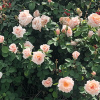 Brindabella Dawn Rose