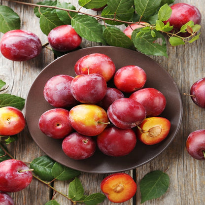 Bruce Plum Tree | Bruce Plum: A Sun-Loving, Hardy Delight with Wine-Red Beauty and Delectable Flavor!