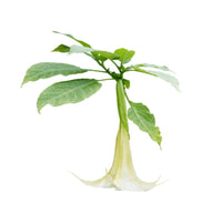 White Angel’s Trumpet Plant