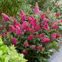 Li'l Rberry Butterfly Bush